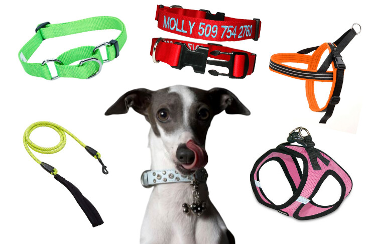 A playful dog licks its nose surrounded by various collars and leashes.