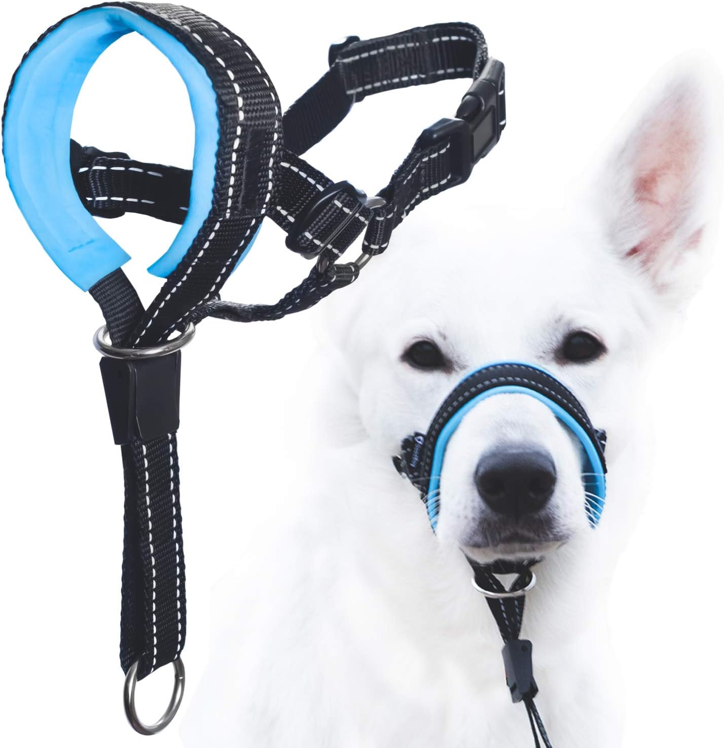 A white dog with a black and blue behavior collar and muzzle.